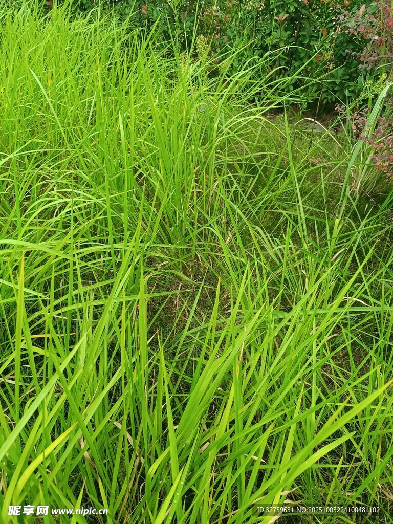 翠綠青草生機(jī)勃勃