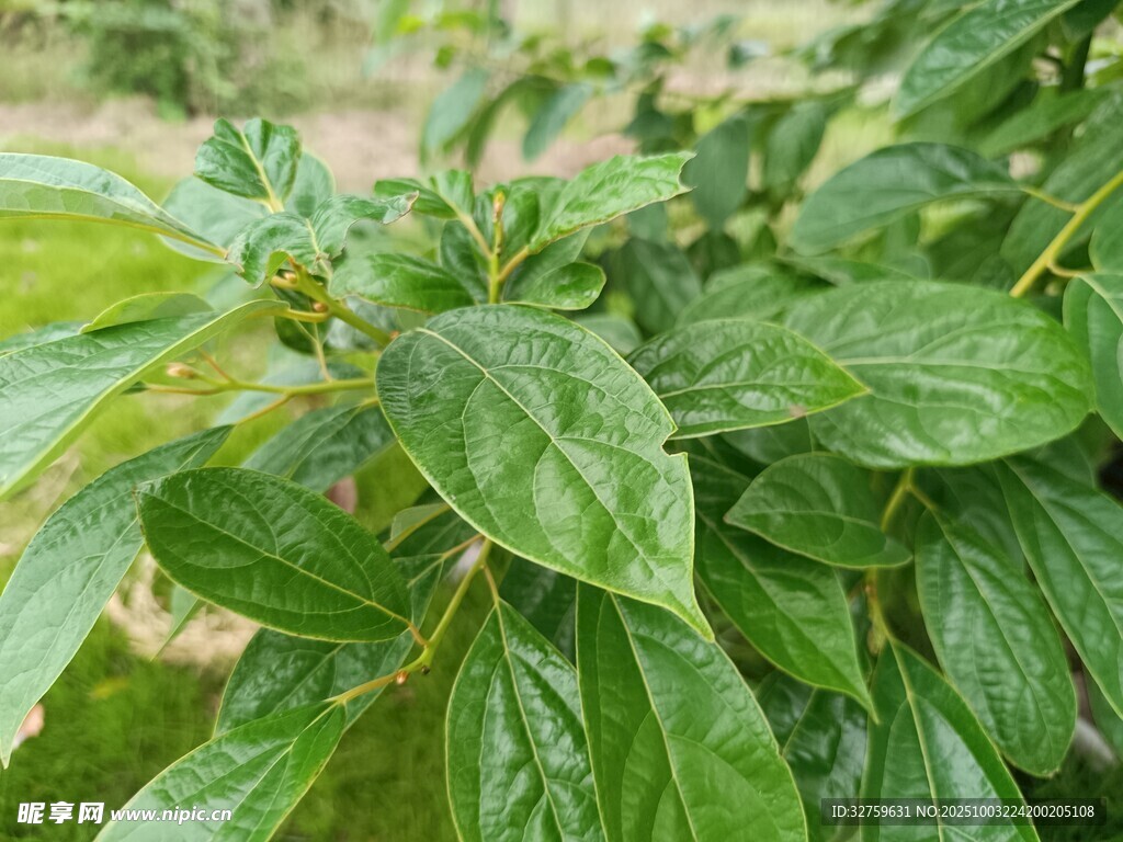 綠葉繁茂的植物
