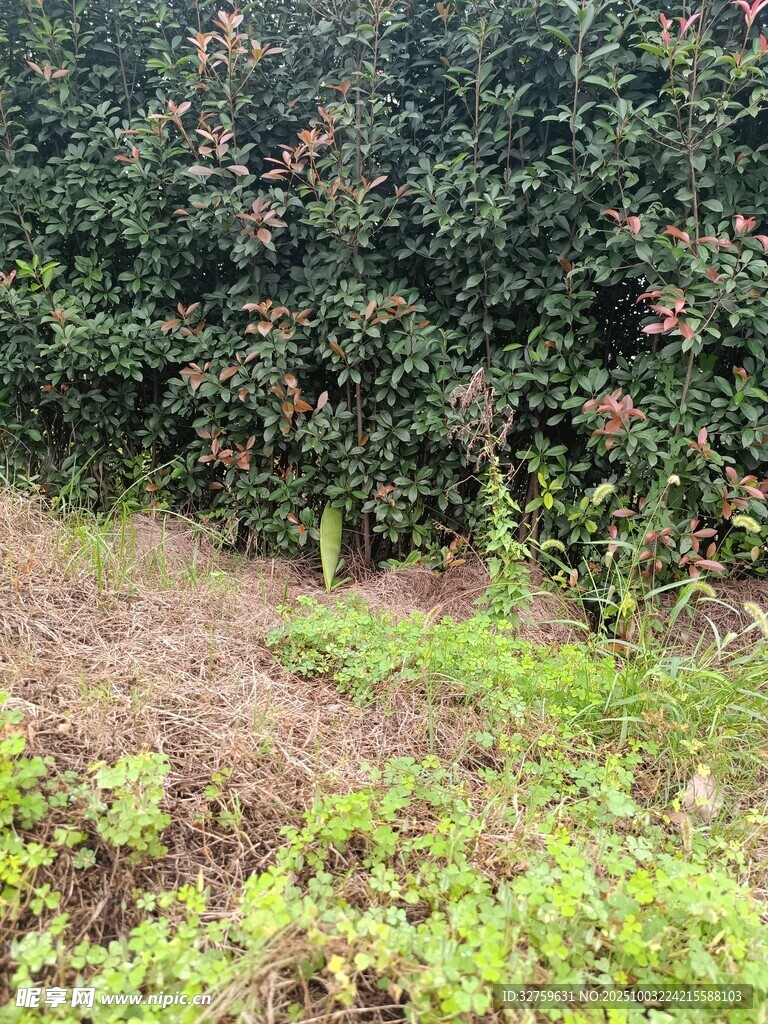 蘋(píng)果園中的綠植與果樹(shù)