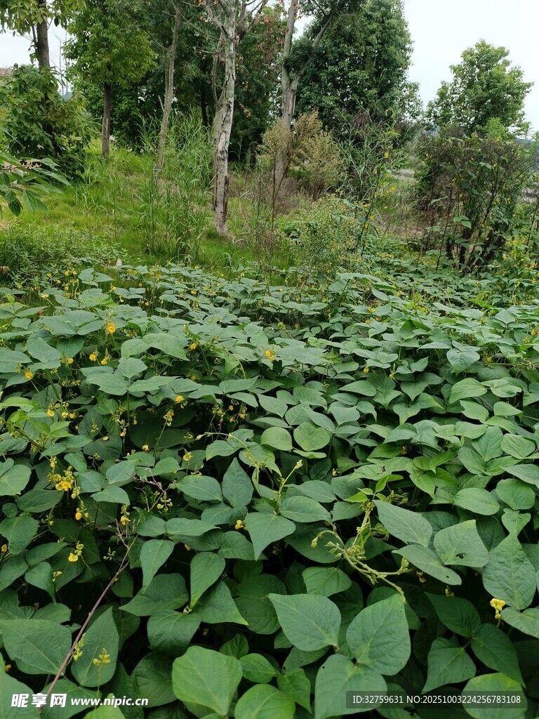 綠葉繁茂的野外植物景觀