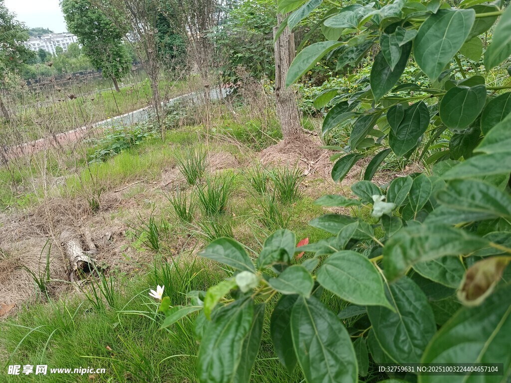 綠意盎然的田園植物景觀