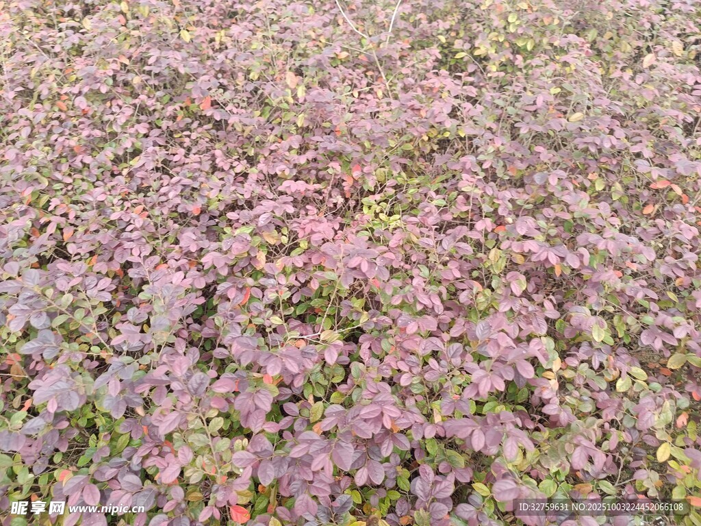 粉色植物景觀