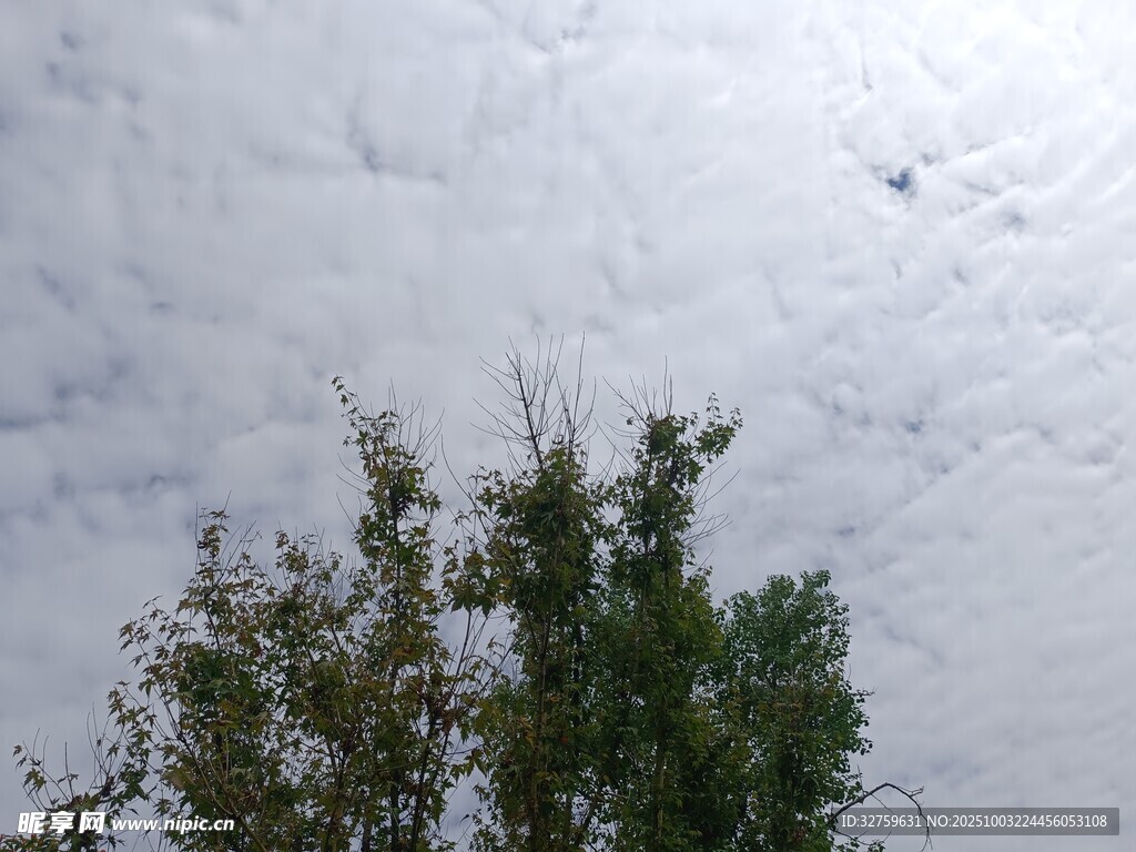 天空下的綠樹
