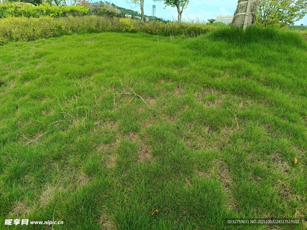 翠綠草坪