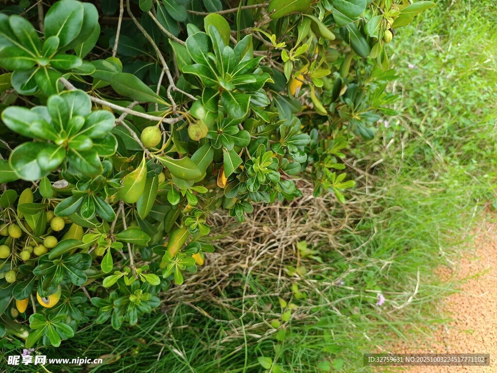 路邊繁茂綠植與黃色小花
