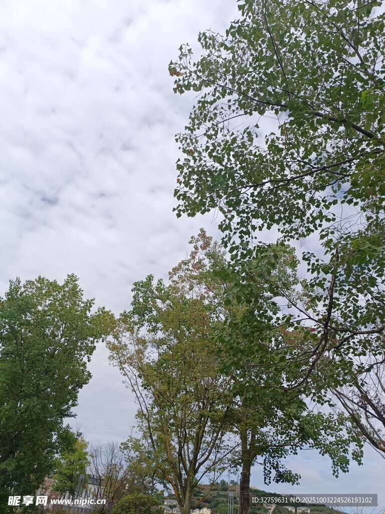 綠樹映灰天的自然景致