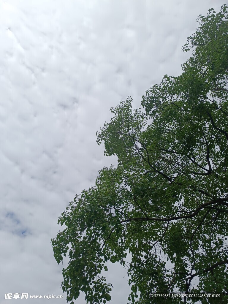綠樹映襯下的多云天空