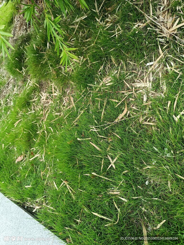 水草缸中的細(xì)小魚苗