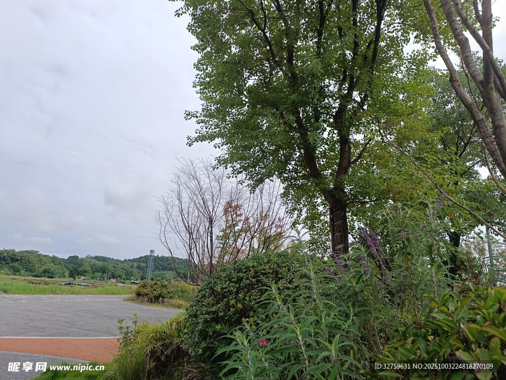 鄉(xiāng)村路邊綠意盎然景致