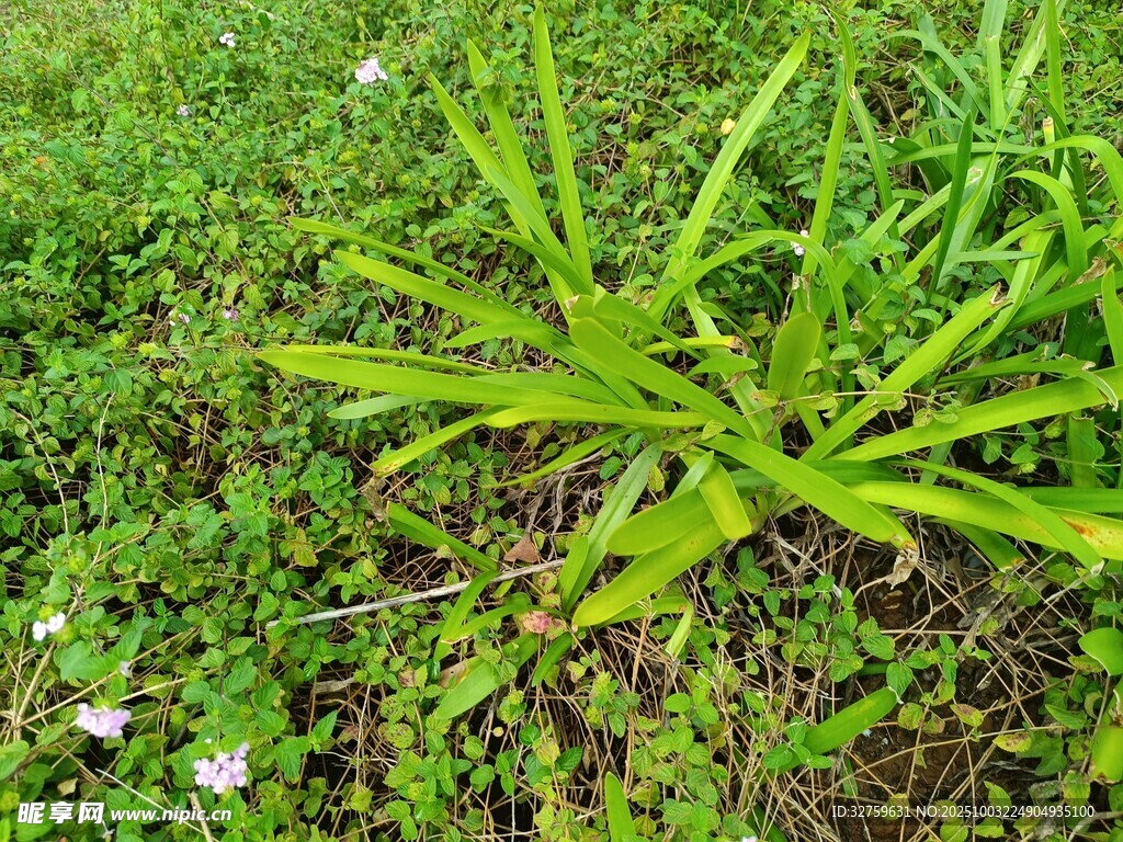 翠綠闊葉植物生機盎然