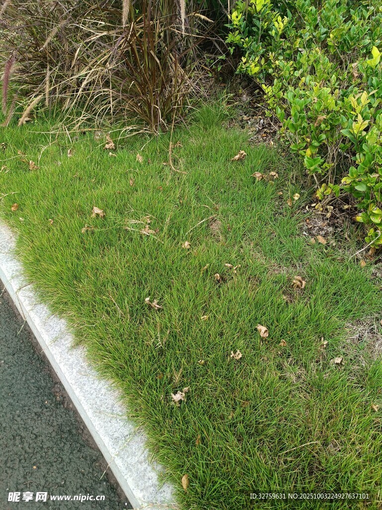 路邊翠綠草坪與綠植