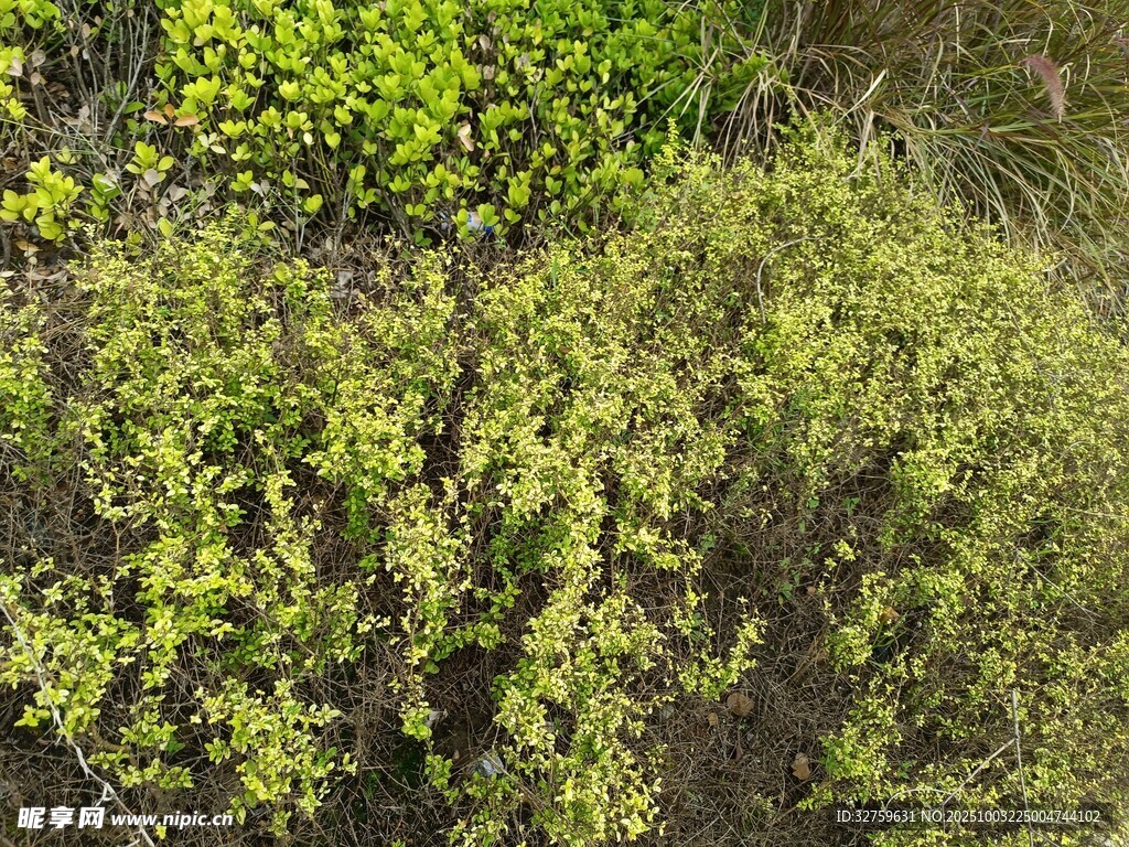 翠綠叢生植物景觀