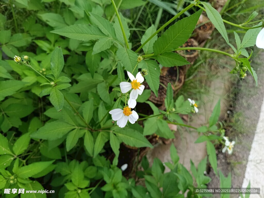 綠葉叢中的白色小花