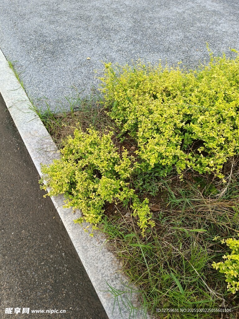 路邊翠綠繁茂的灌木叢