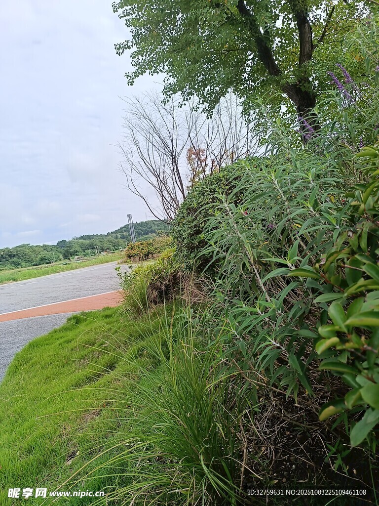 路邊綠意盎然的自然景致