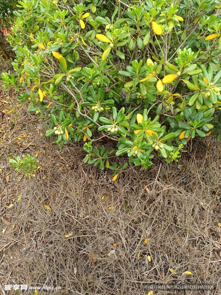 綠葉黃花的植物景觀