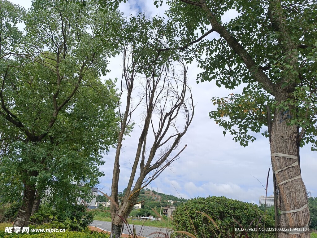 林間樹(shù)木景觀