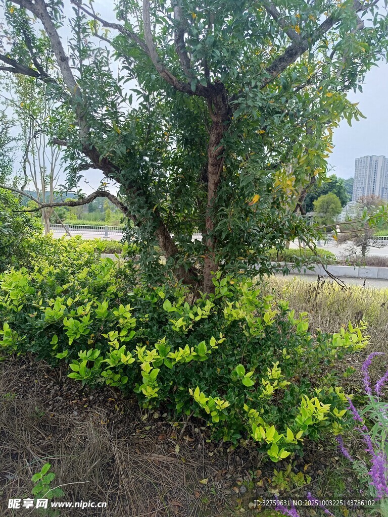 城市中繁茂的綠植景觀