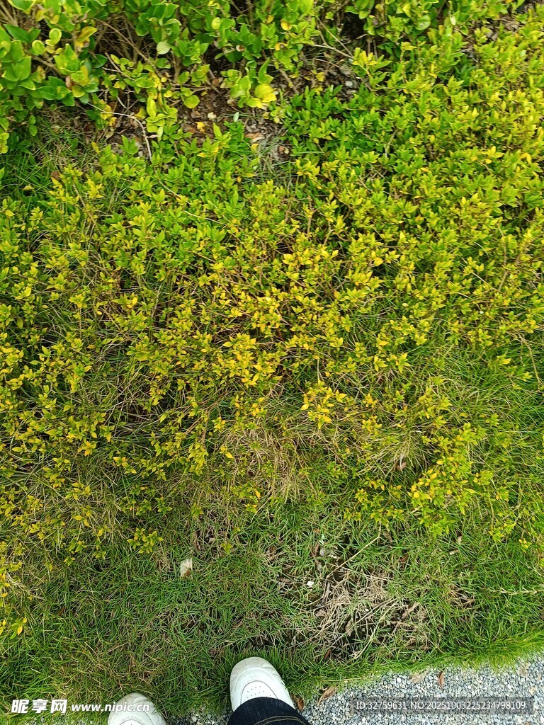 腳下的春日綠植景觀