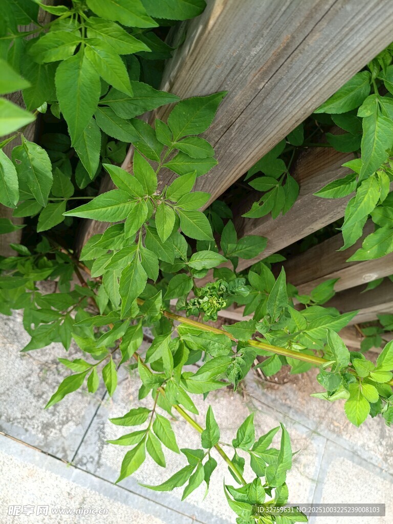 木欄邊生長的翠綠植物