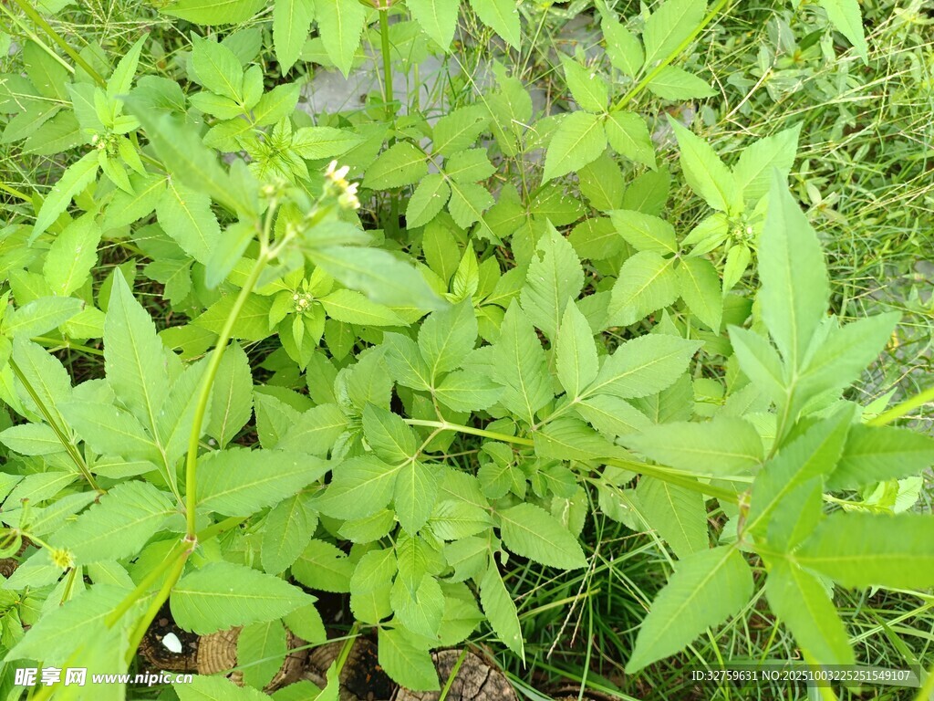 嫩綠植物特寫(xiě)
