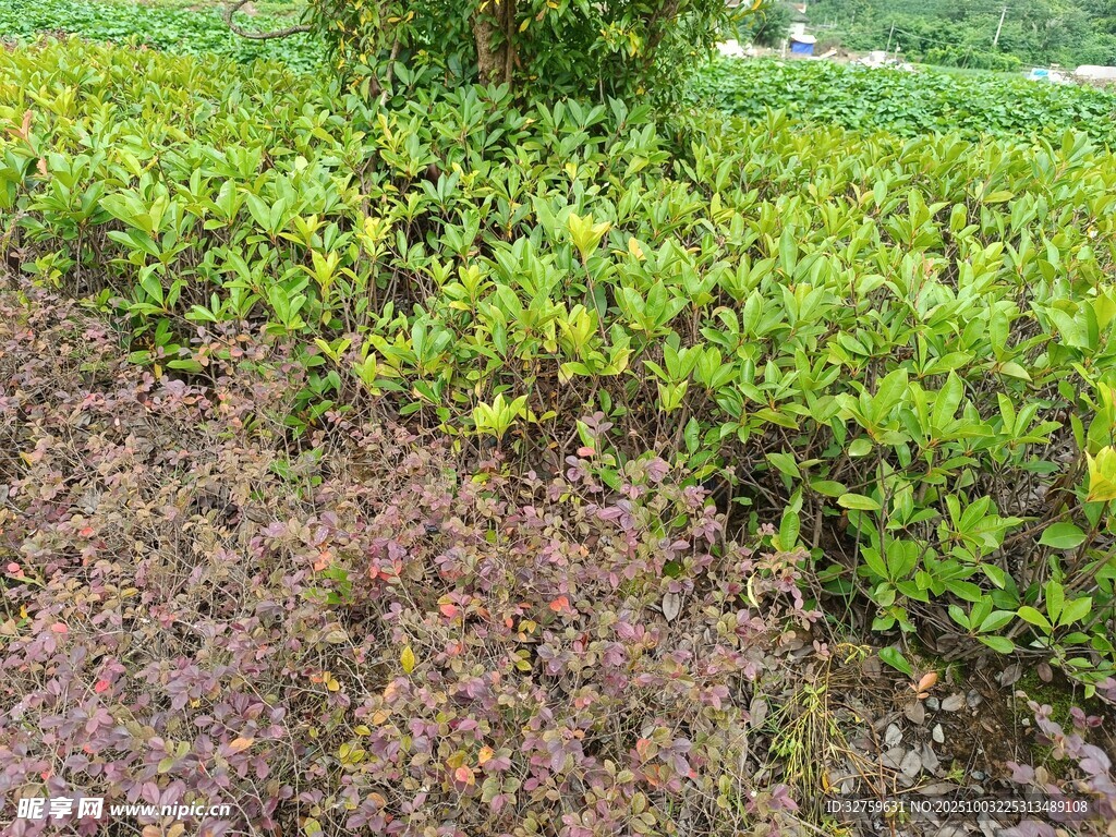 田野中的嫩綠植物