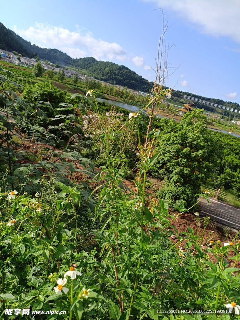 田園風(fēng)光中的繁茂綠植