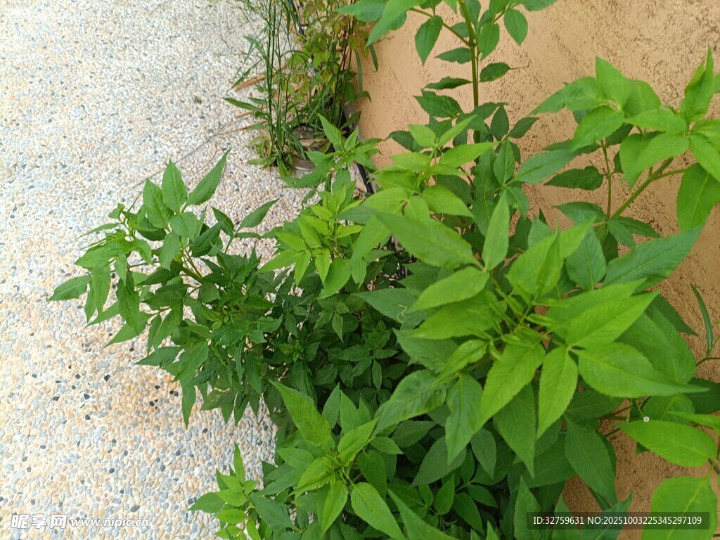 墻邊翠綠植物生機(jī)勃勃