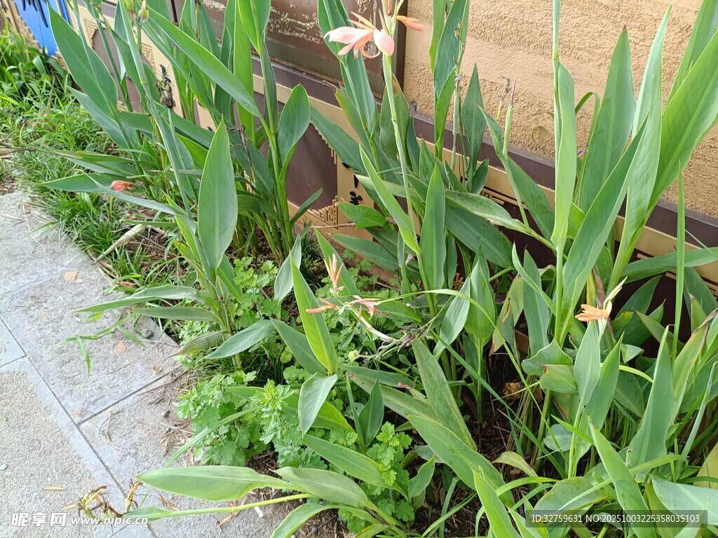 墻邊生長的蔥郁綠色植物