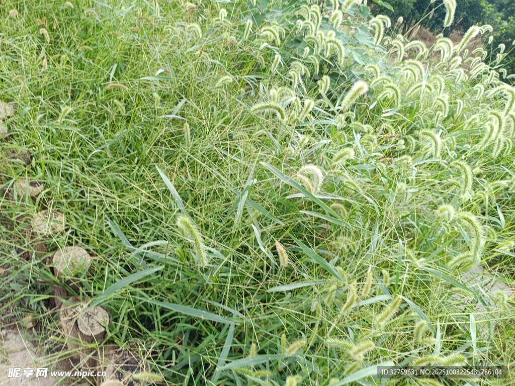 嫩綠草地植物景觀