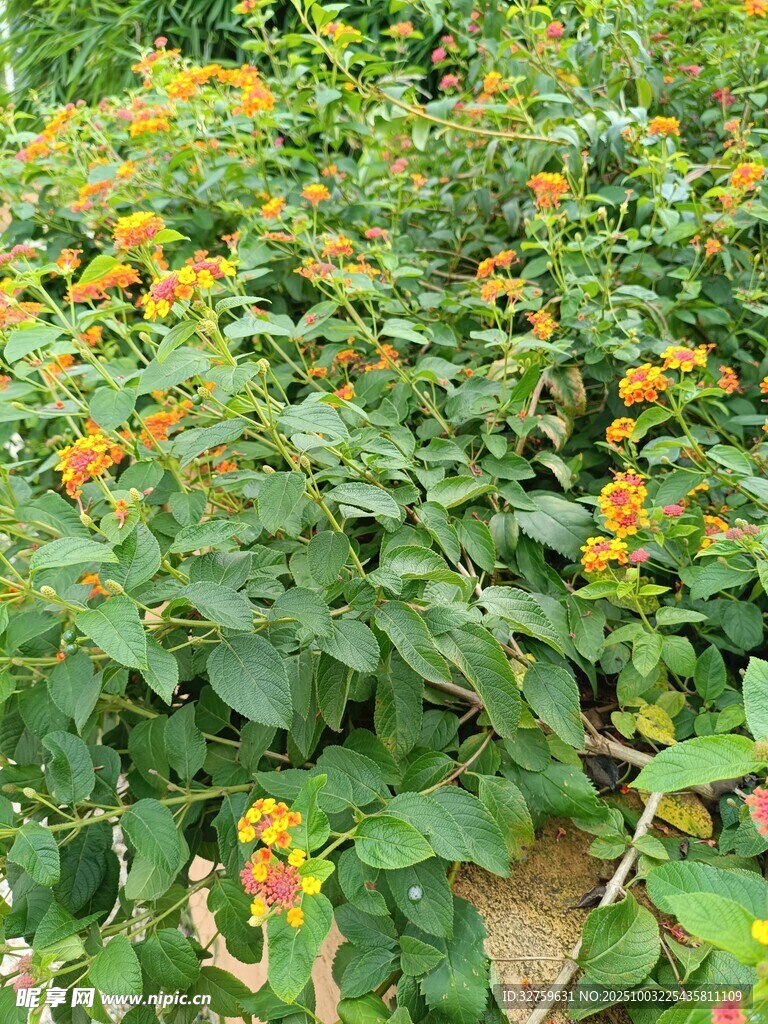 繁茂植株上的橙黃果實