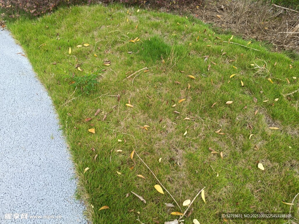 路邊草地與散落黃葉