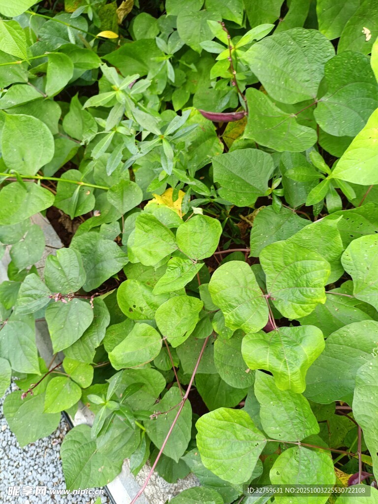 翠綠繁茂的葉片植物景觀