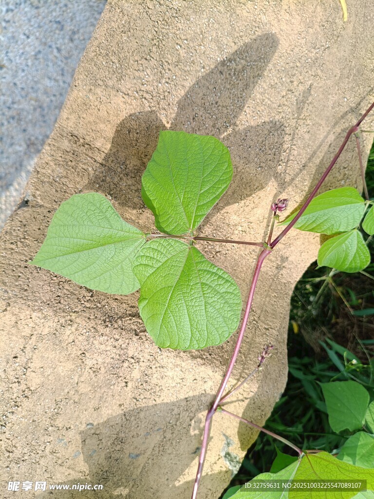 綠葉藤蔓依附于石塊上