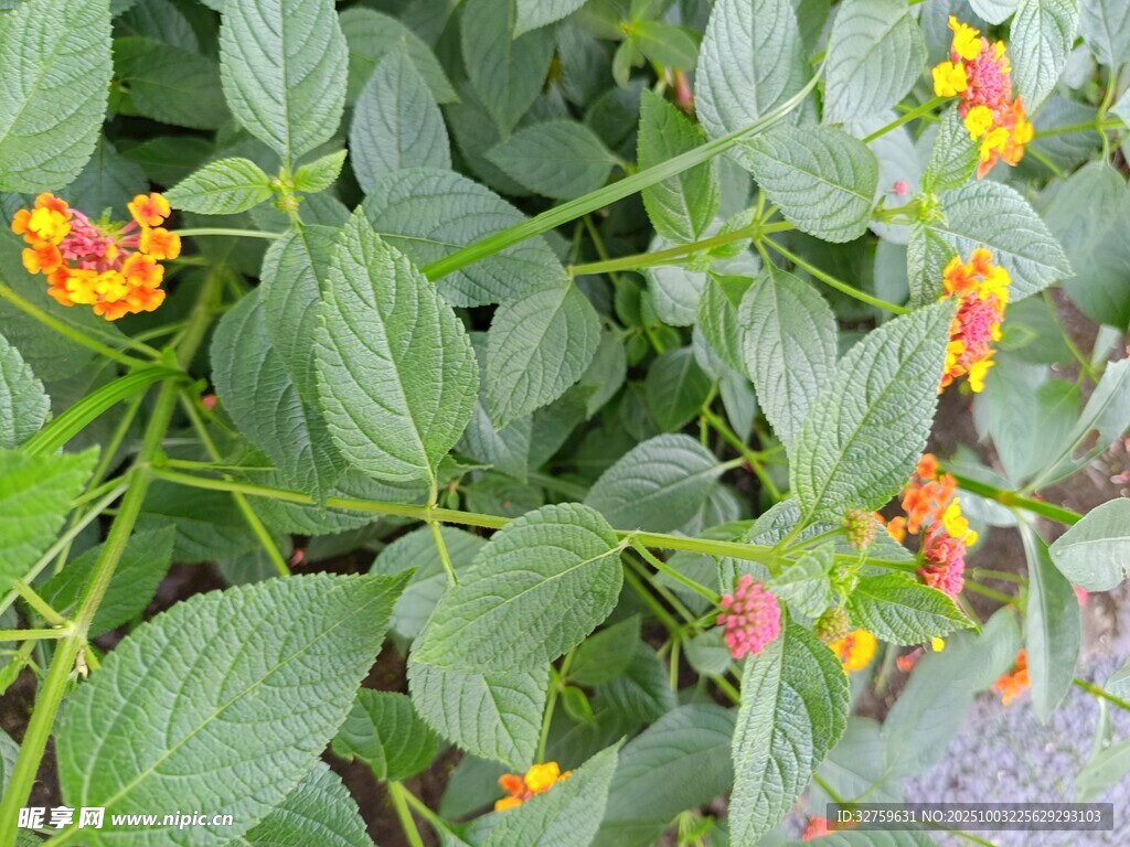 綠葉間多彩小花綻放