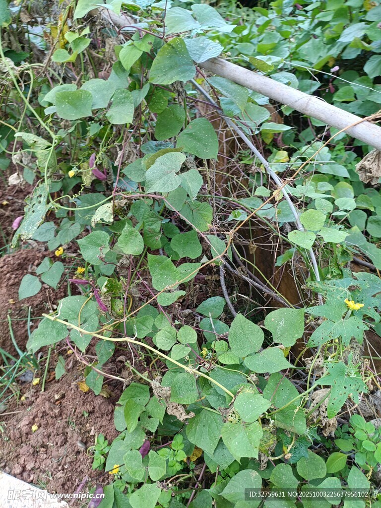 藤蔓植物生長景象