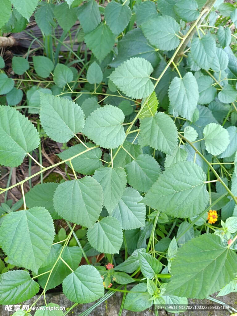 綠葉叢生的植物景象