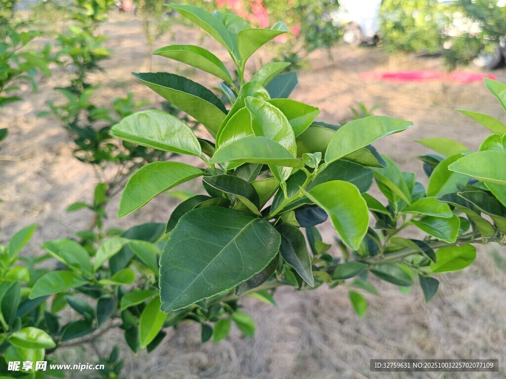 嫩綠枝葉生機(jī)盎然