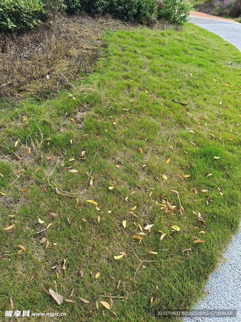 路邊翠綠草地與散落枯葉