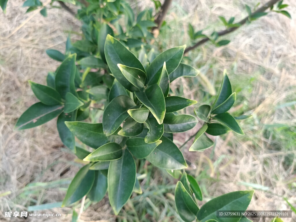 綠葉繁茂的綠色小植株