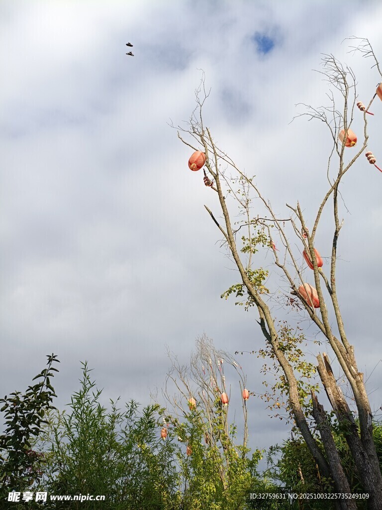 枝頭掛果的秋日景象