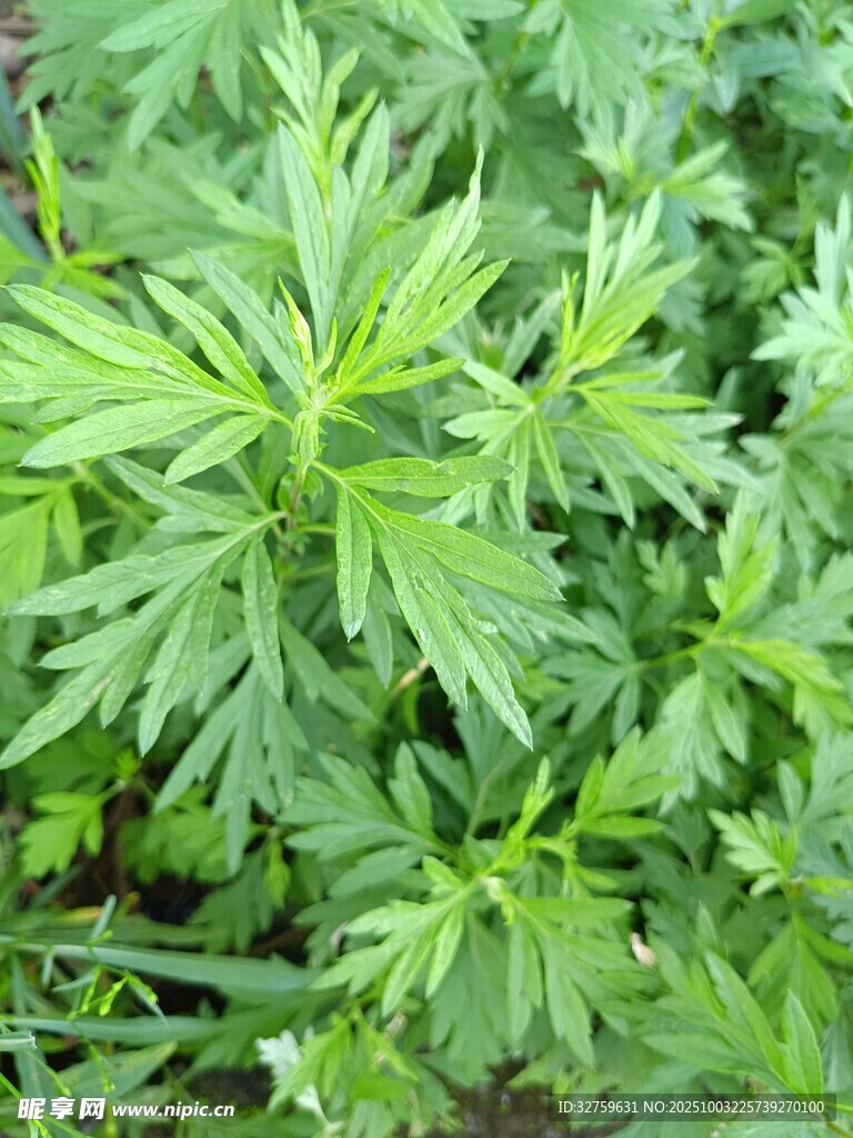 嫩綠艾草生機勃勃