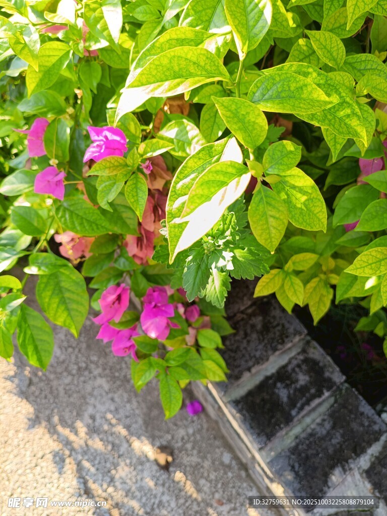 綠葉叢中綻放的嬌艷花朵