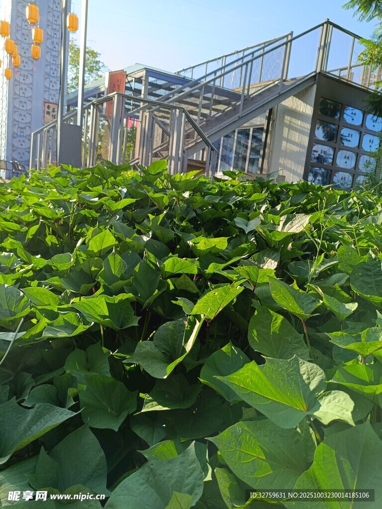 城市中繁茂的綠色植物景觀