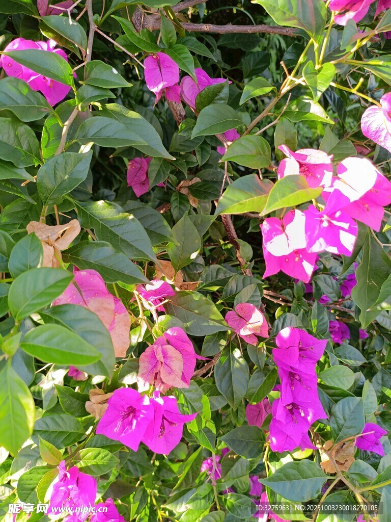 綻放的粉紫色花朵