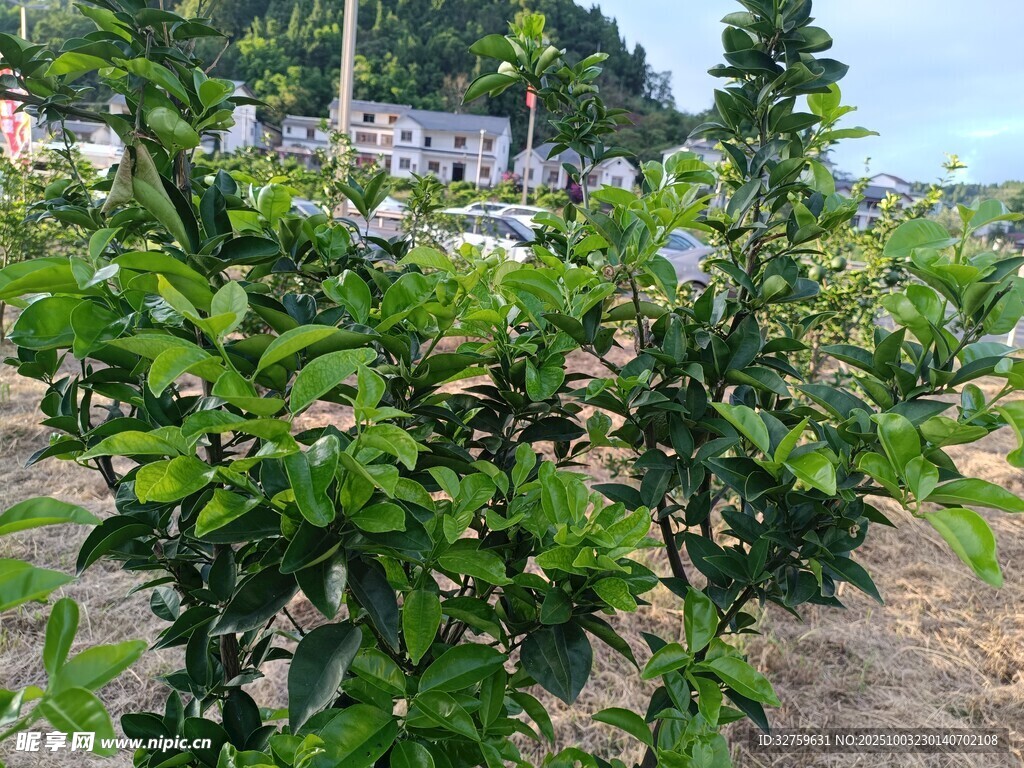 綠葉繁茂的戶(hù)外植物景觀(guān)
