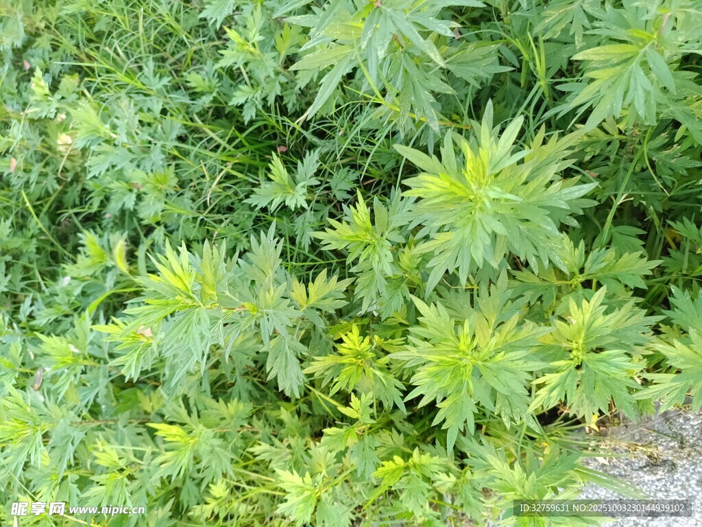 綠色繁茂的野生植物景觀