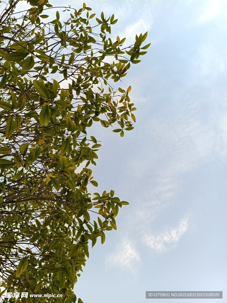 枝葉間的藍(lán)天景致