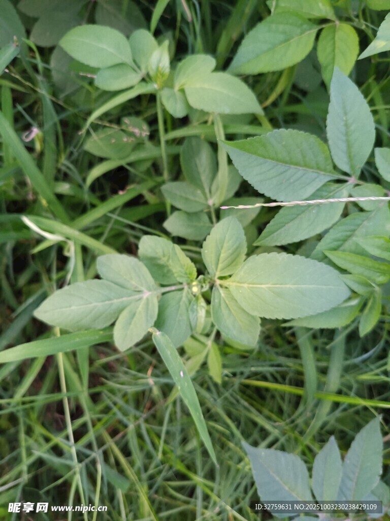 綠葉叢生的植物