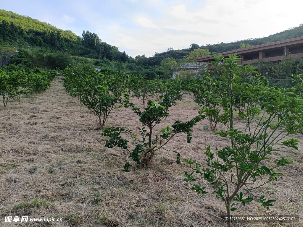 果園果樹種植場景